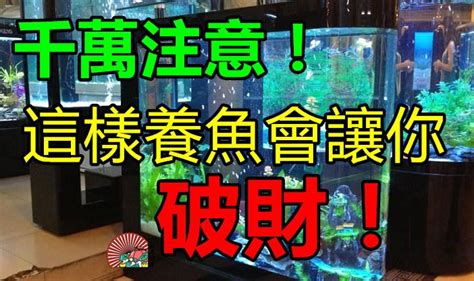 房間養魚破財|千萬注意，這樣養魚會讓你破財！